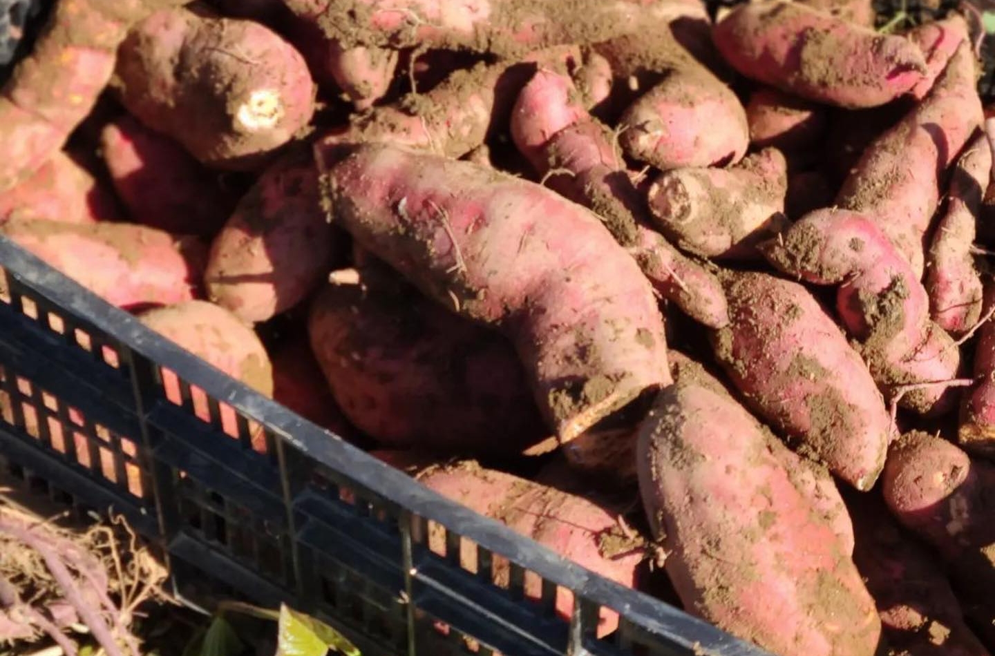 Sweet Potatoes