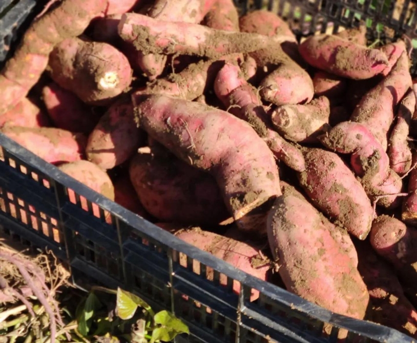 Sweet Potatoes