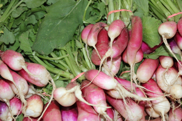 French Breakfast radishes
