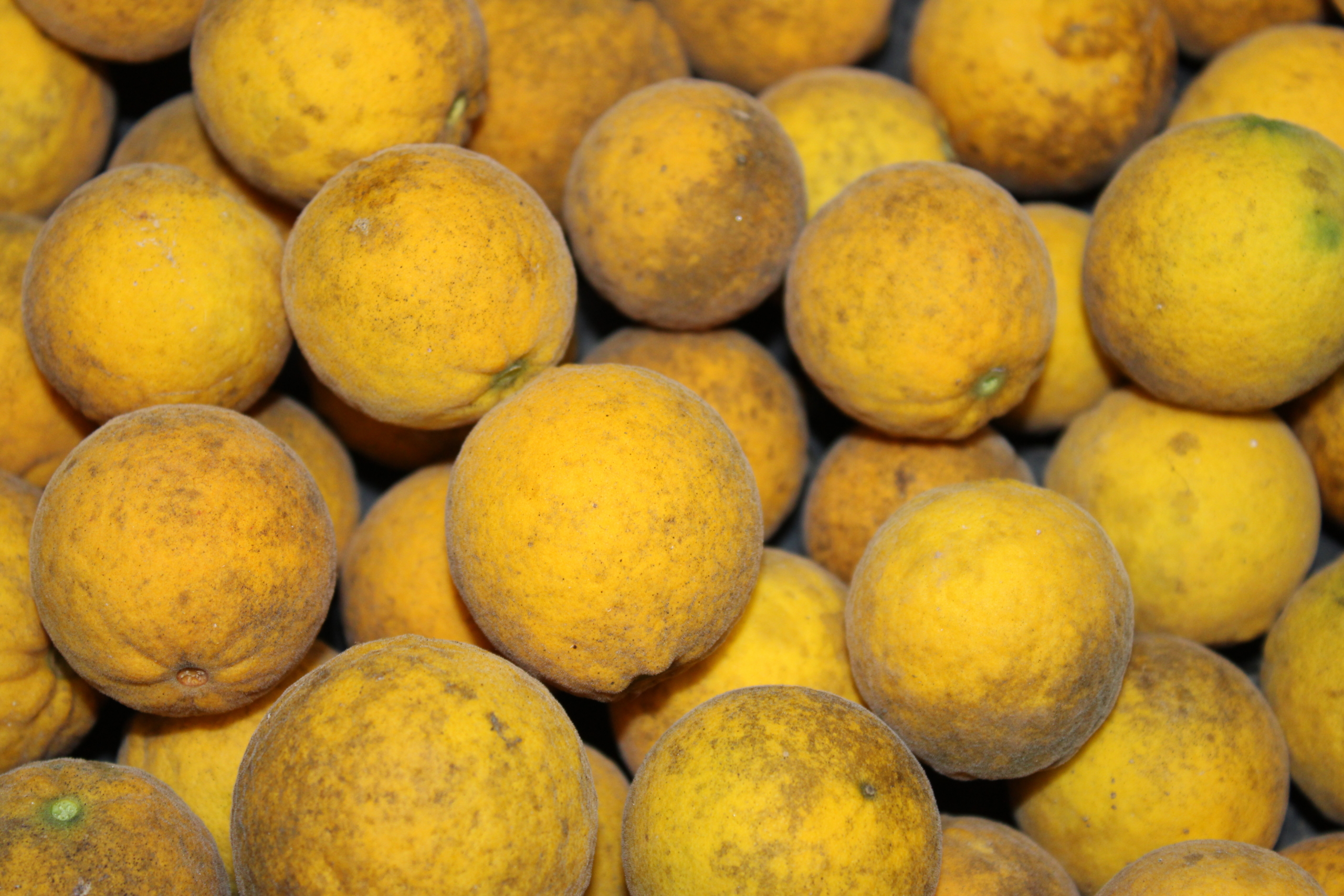 IMG_1554 Trifoliate oranges