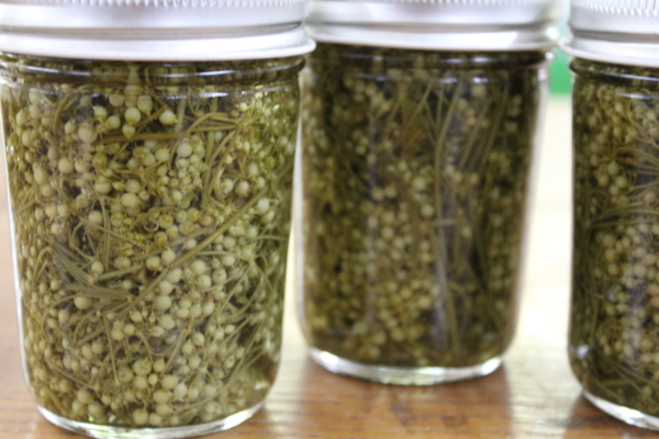 Pickled coriander - Image 2