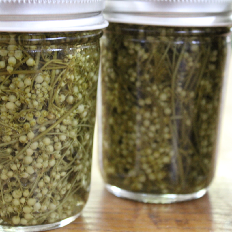 Pickled green coriander