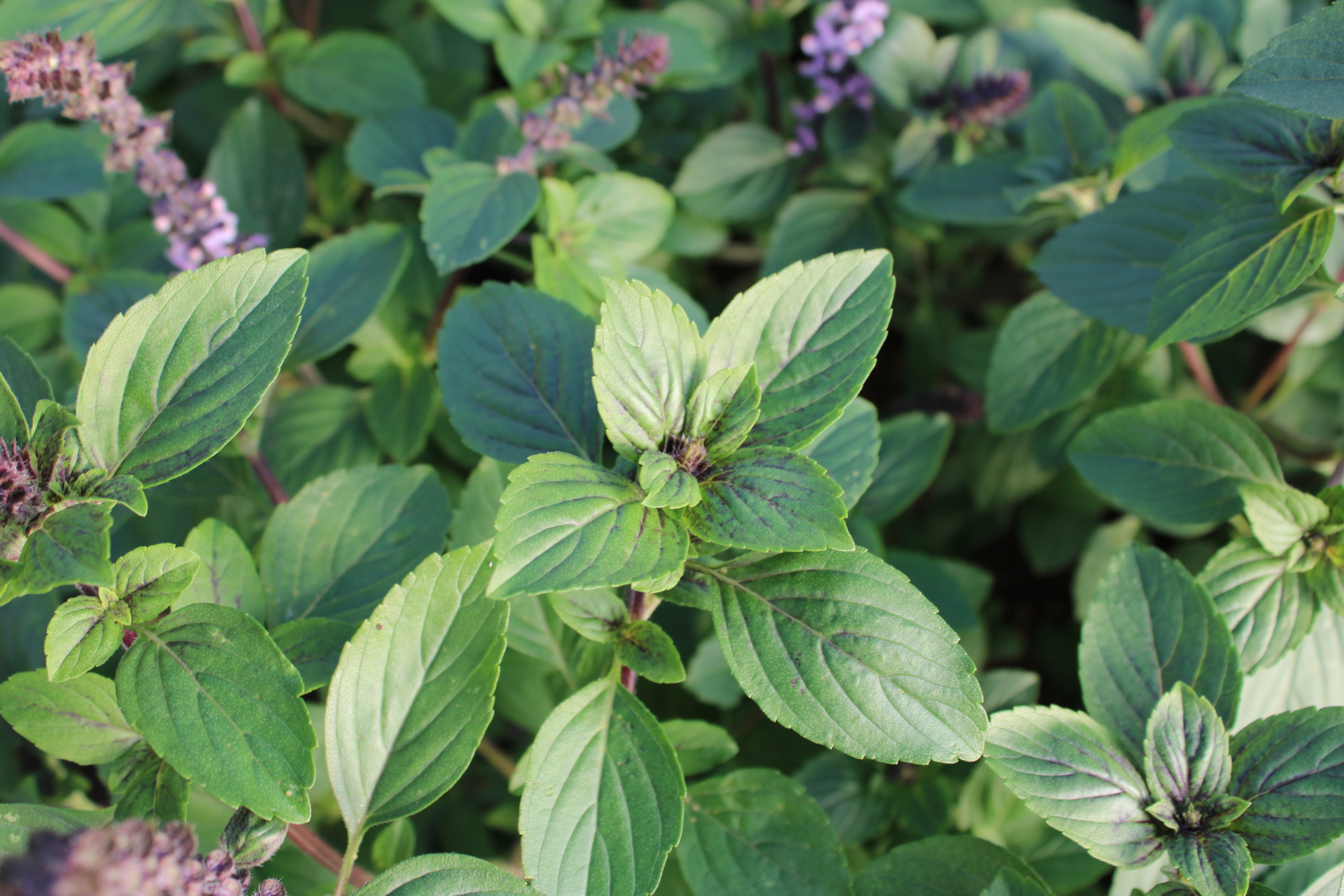 blue basil Blue basil