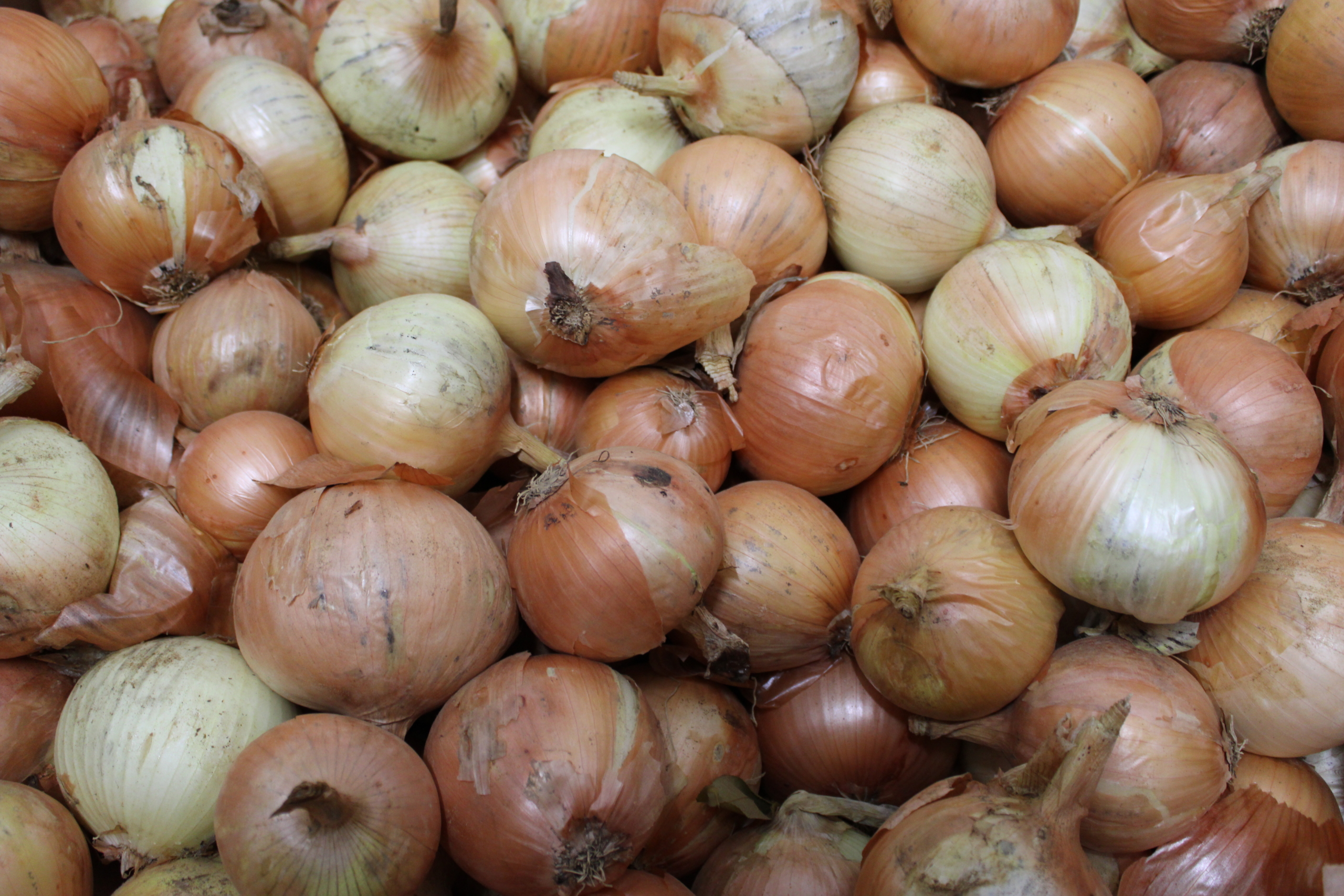 candy onion Candy onions