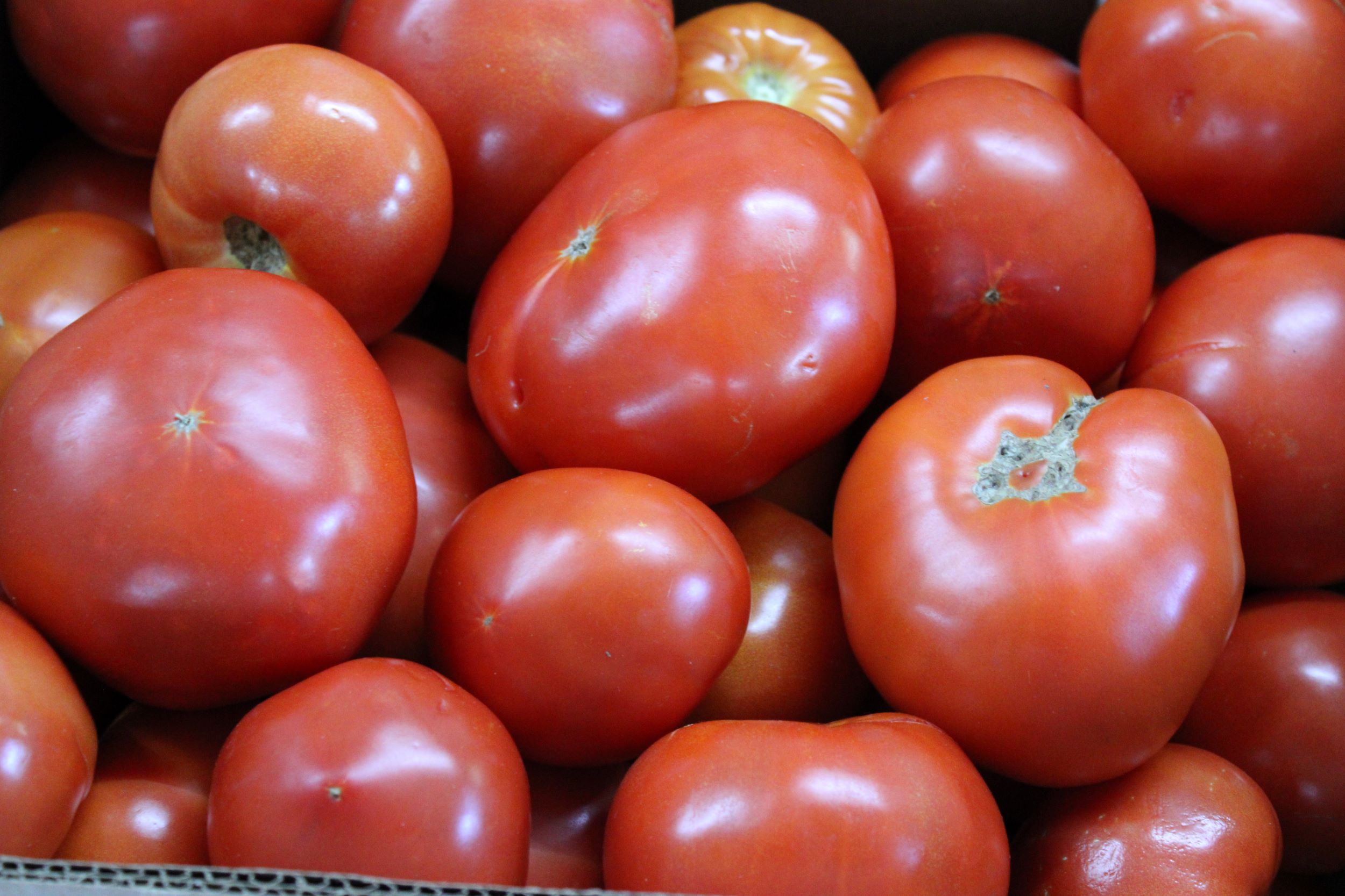 canning tom Canning tomatoes