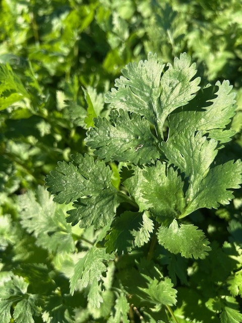 cil2 Cilantro