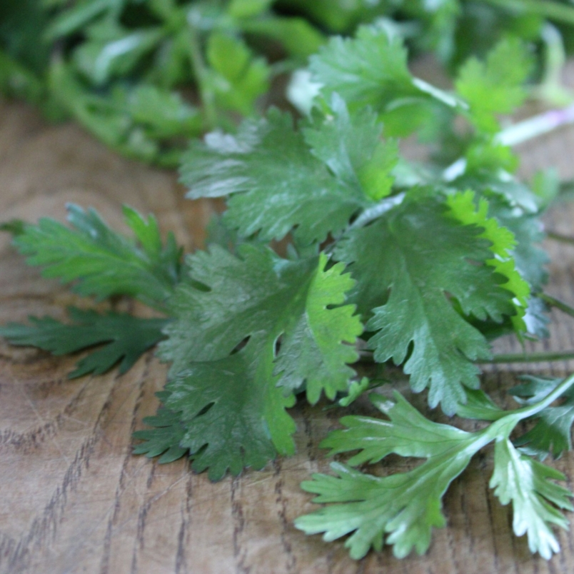 Cilantro