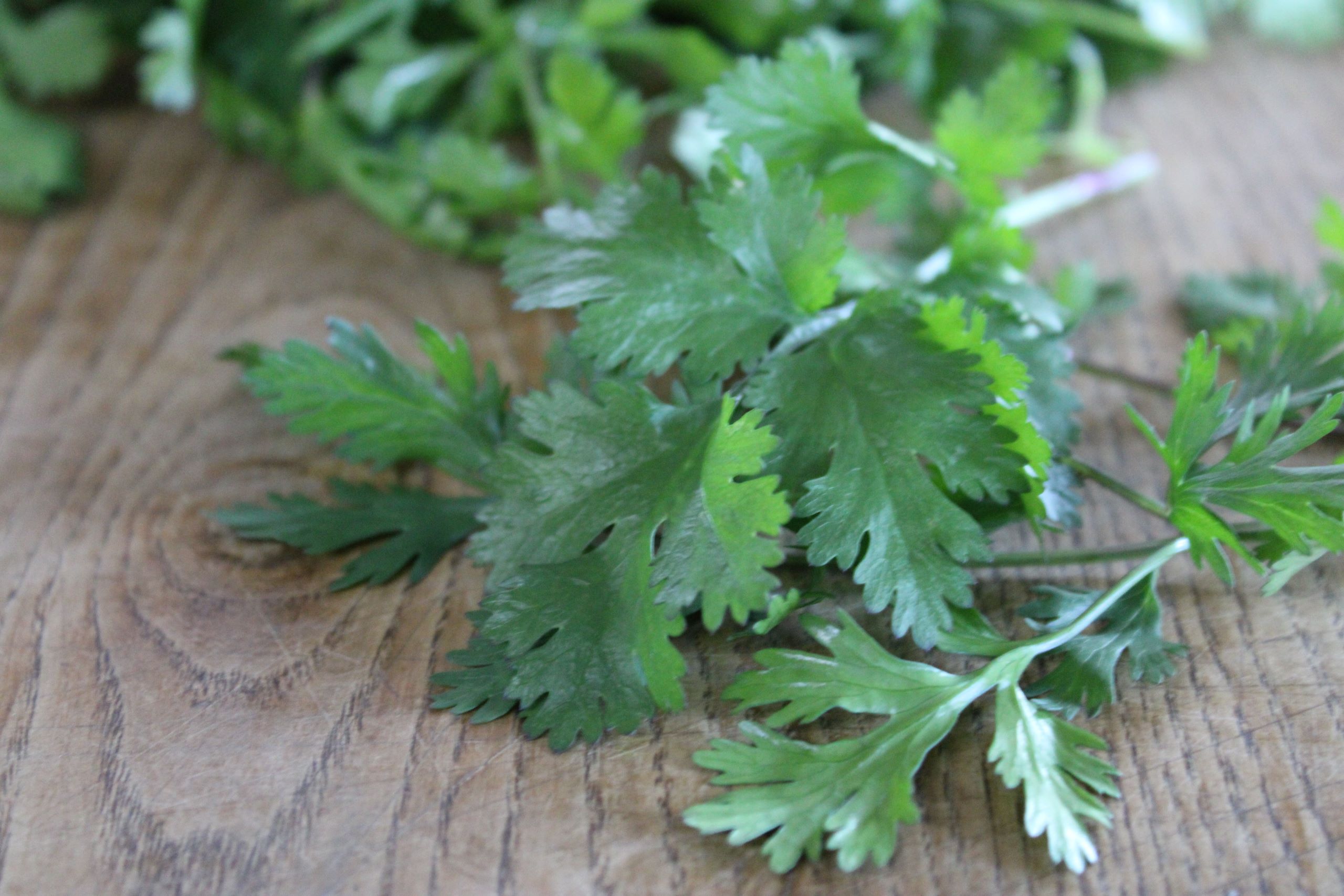 cilantro new Cilantro