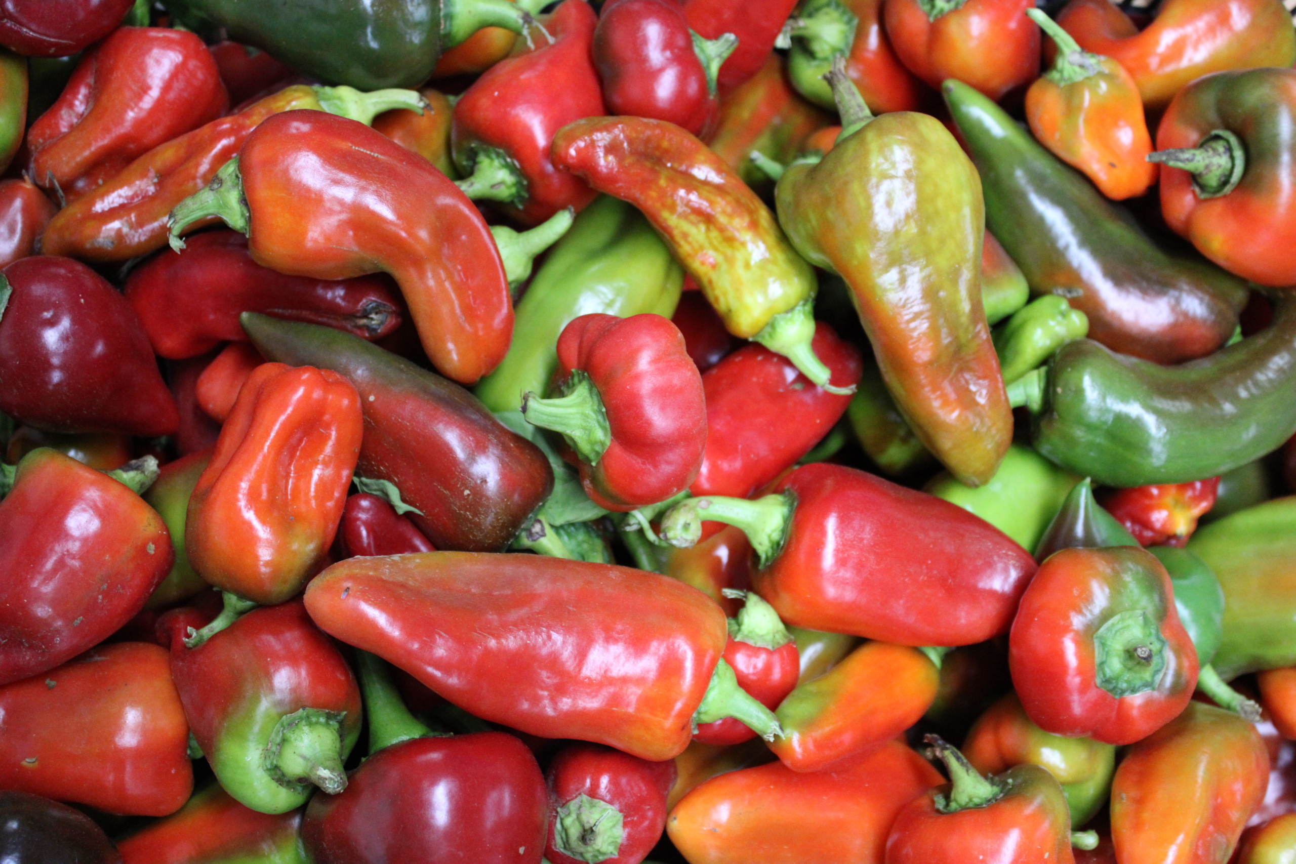 cubanelle Cubanelle peppers