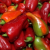 Cubanelle peppers