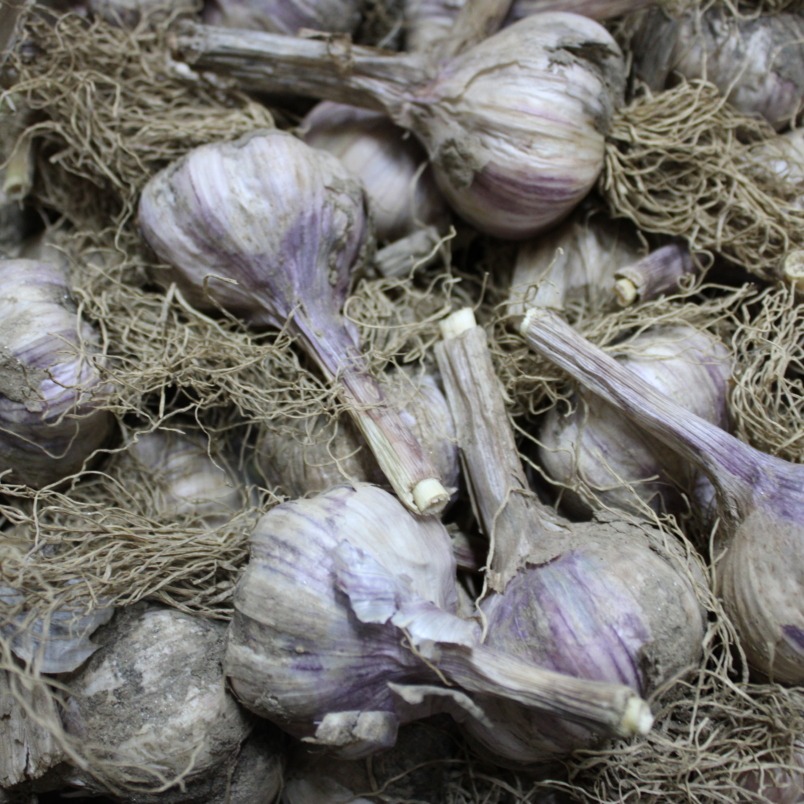 Garlic heads