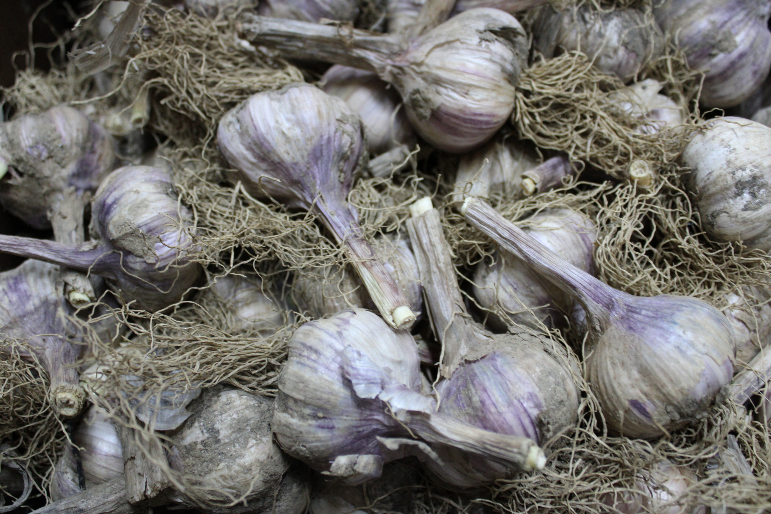 garlic heads Garlic heads