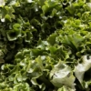 Green lettuce