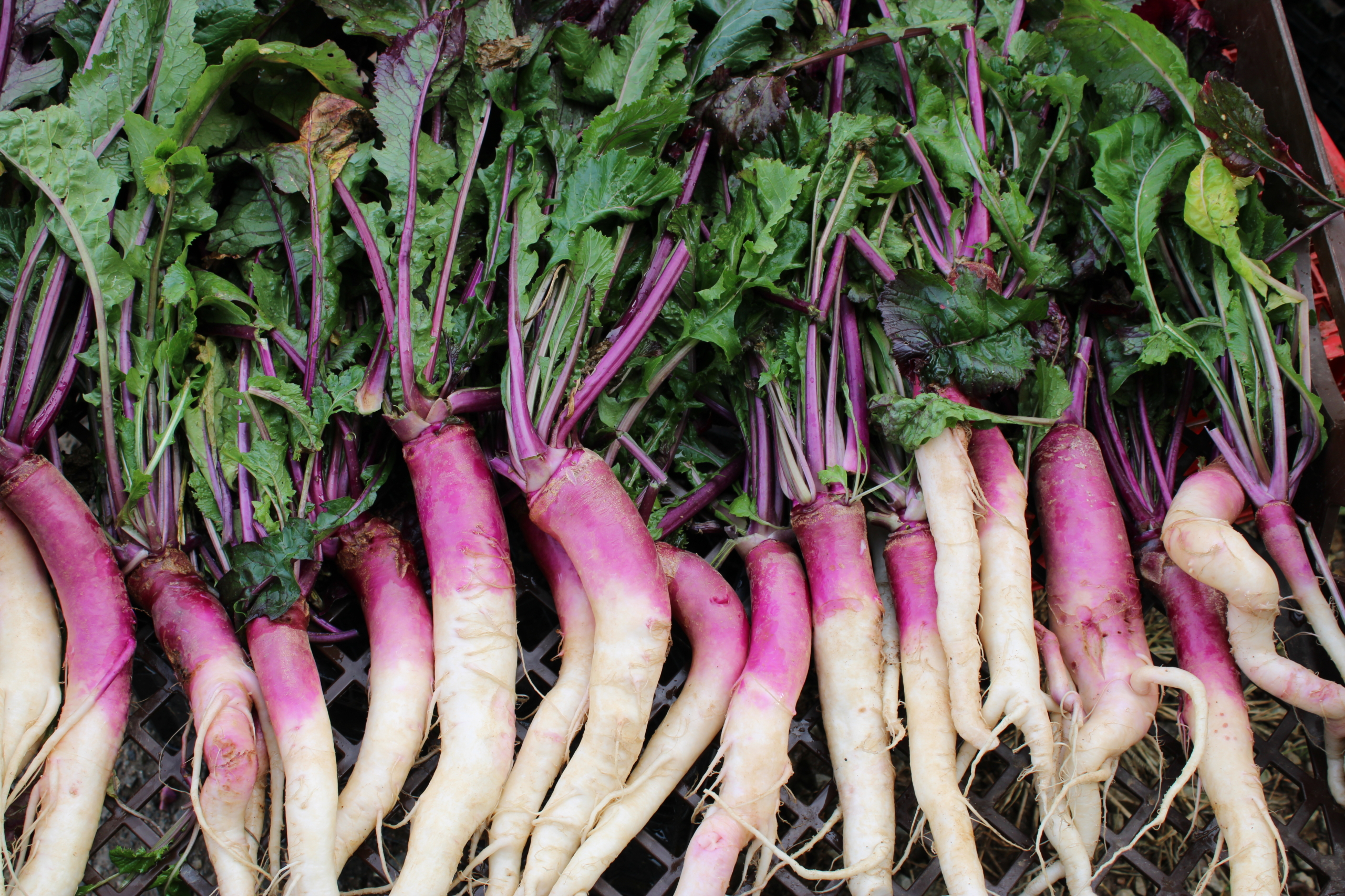 hinona 1 Hinona kabu turnips