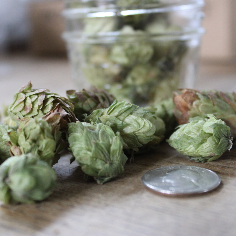 Dried hops blossoms