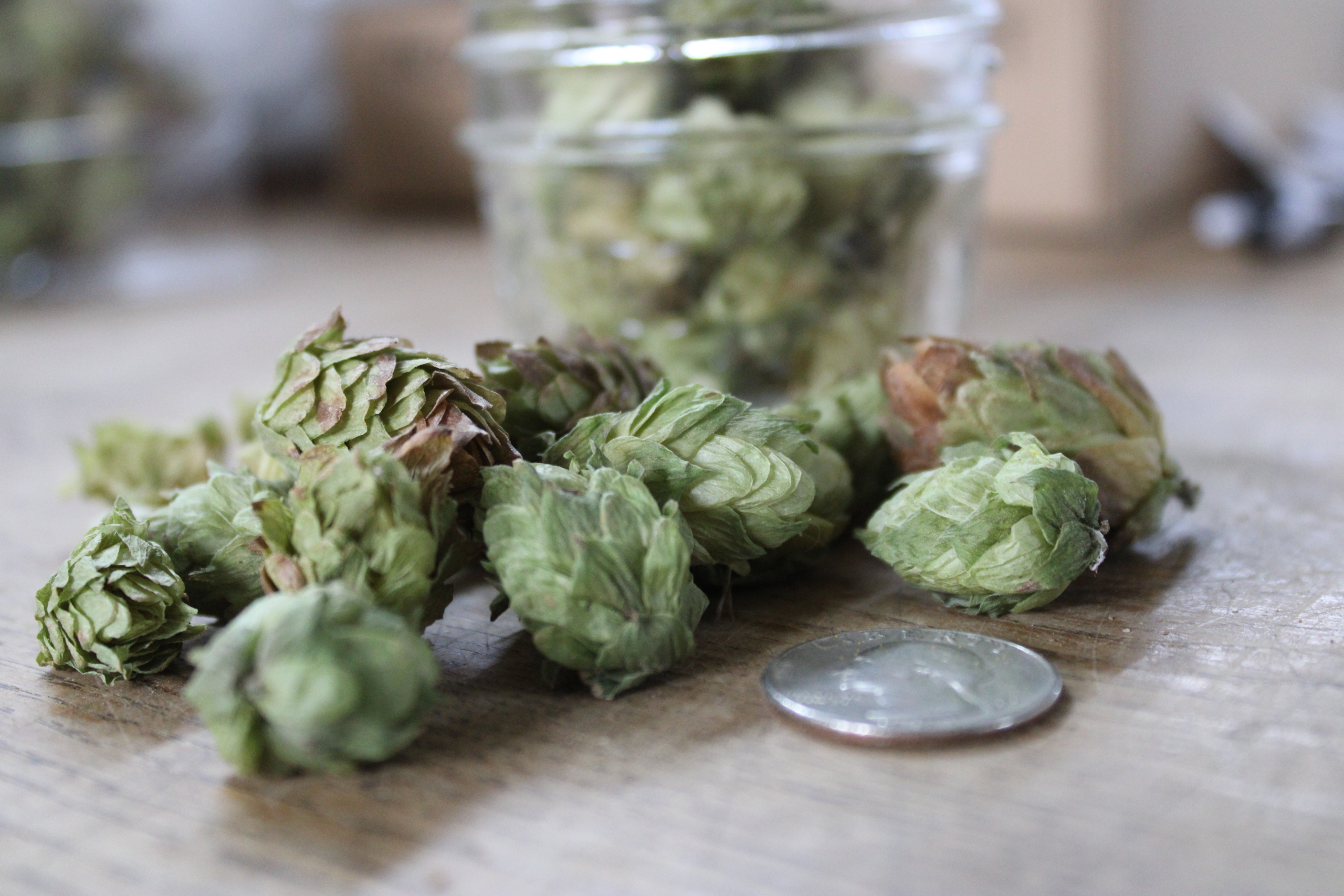 hops2 Dried hops blossoms