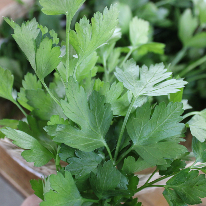 Italian parsley