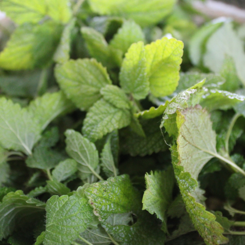 Lemon balm