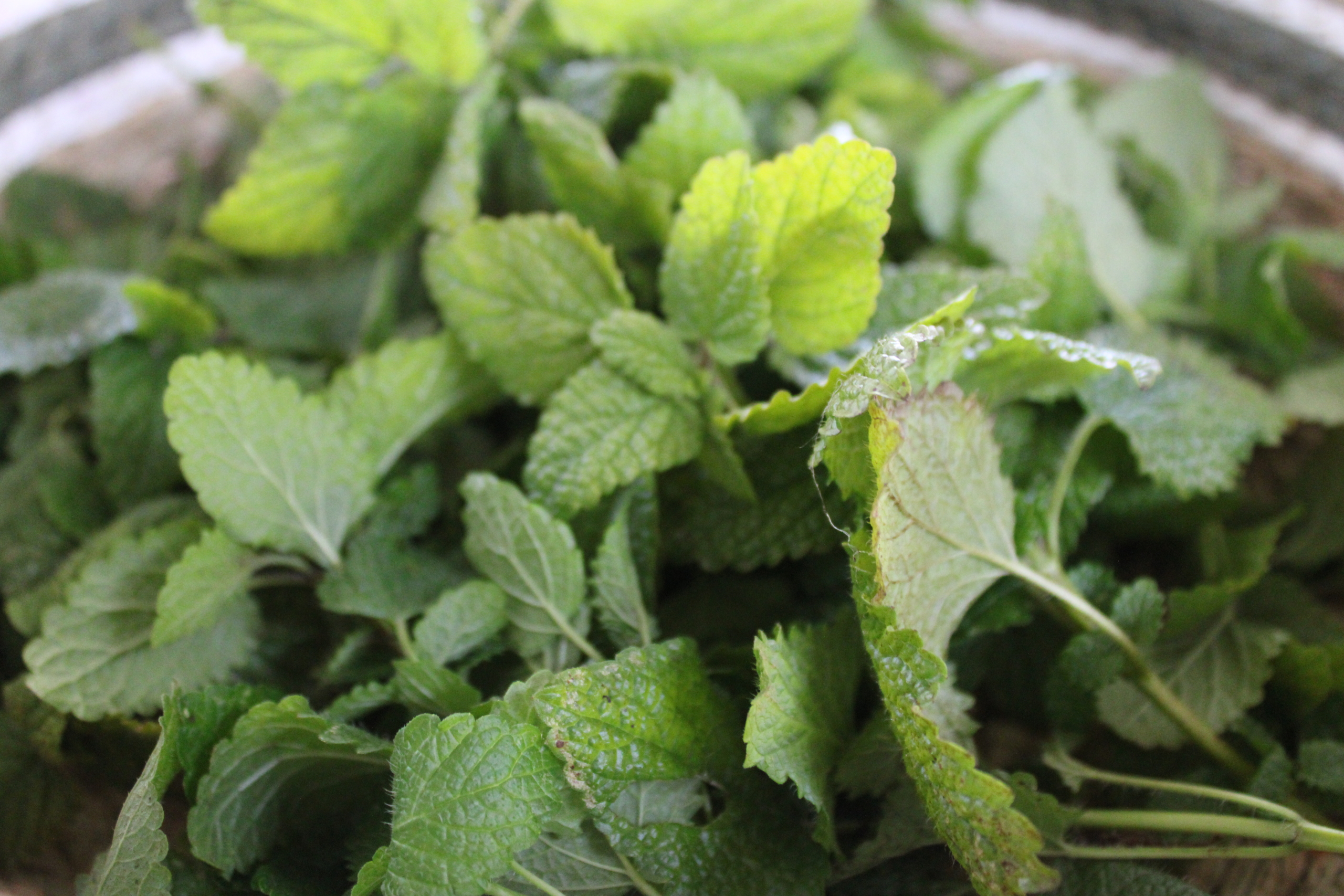 lemon balm 1 Lemon balm