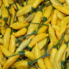 Lemon Drop pepper (Aji Limon)