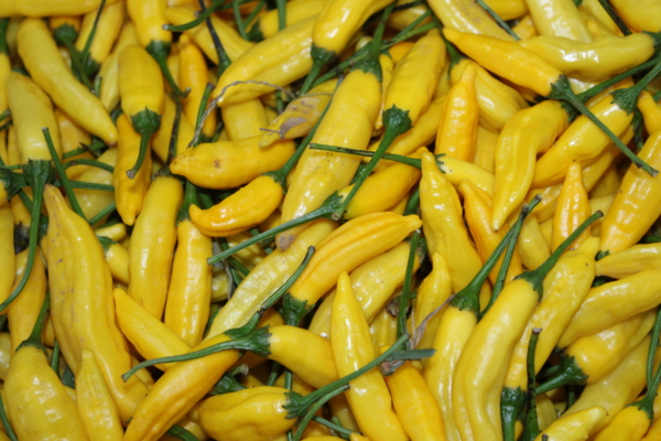 Lemon Drop pepper (Aji Limon)