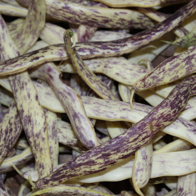 Legumes