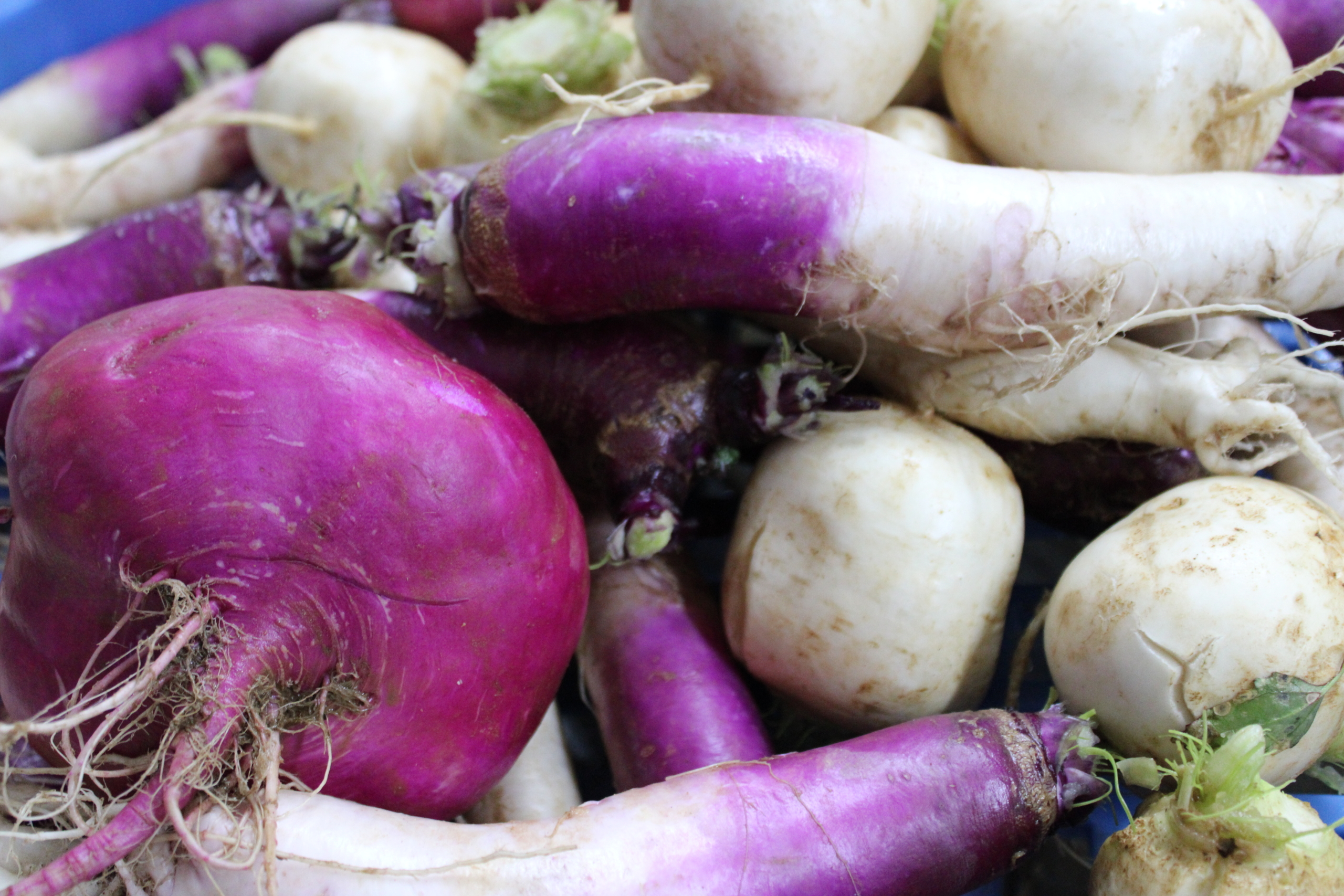 mixed turnips Mixed turnips