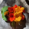 Nasturtium flowers