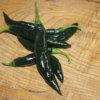 Pasilla Bajio peppers (Chilaca)