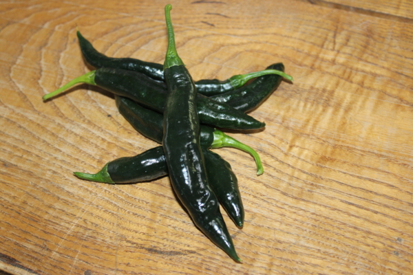 Pasilla Bajio peppers (Chilaca)