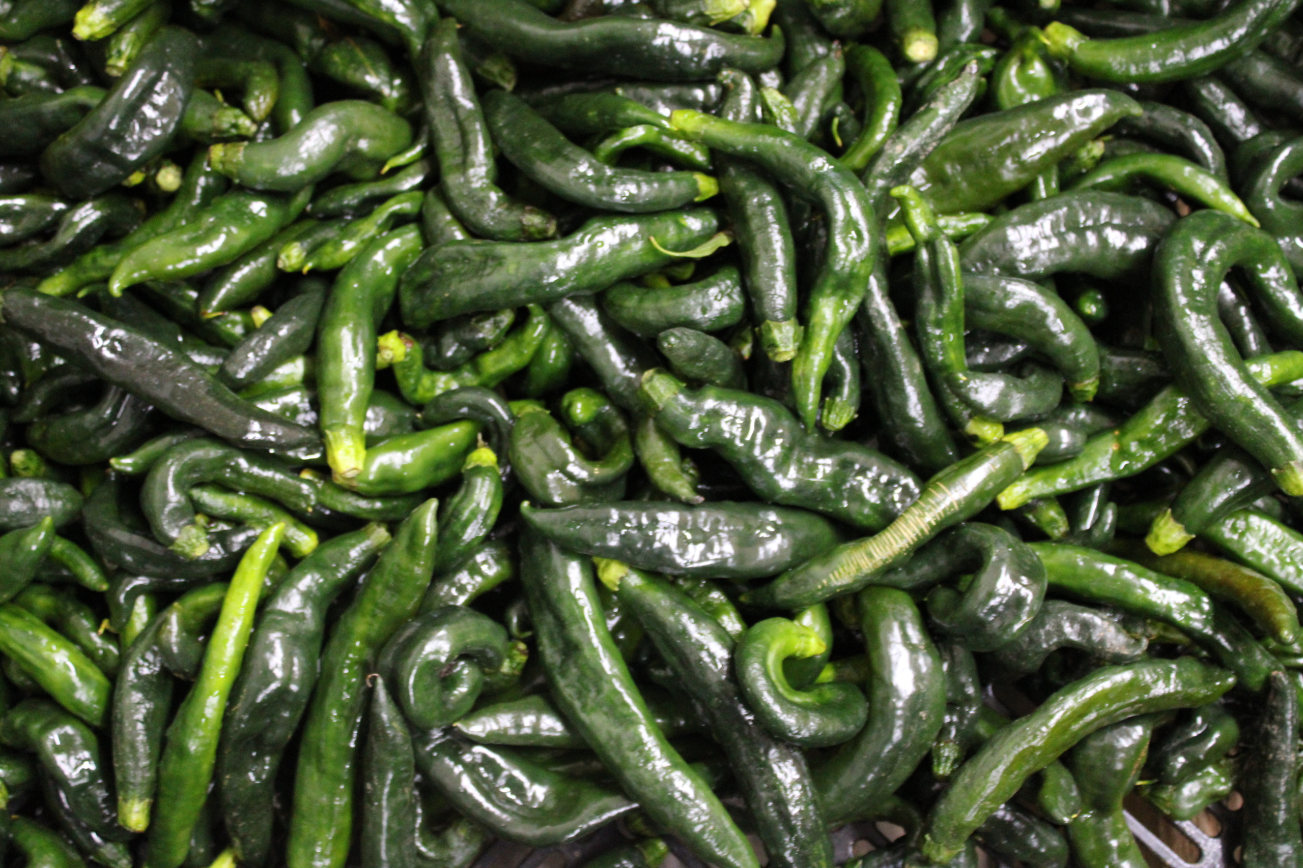pasilla bajio1 Pasilla bajio peppers