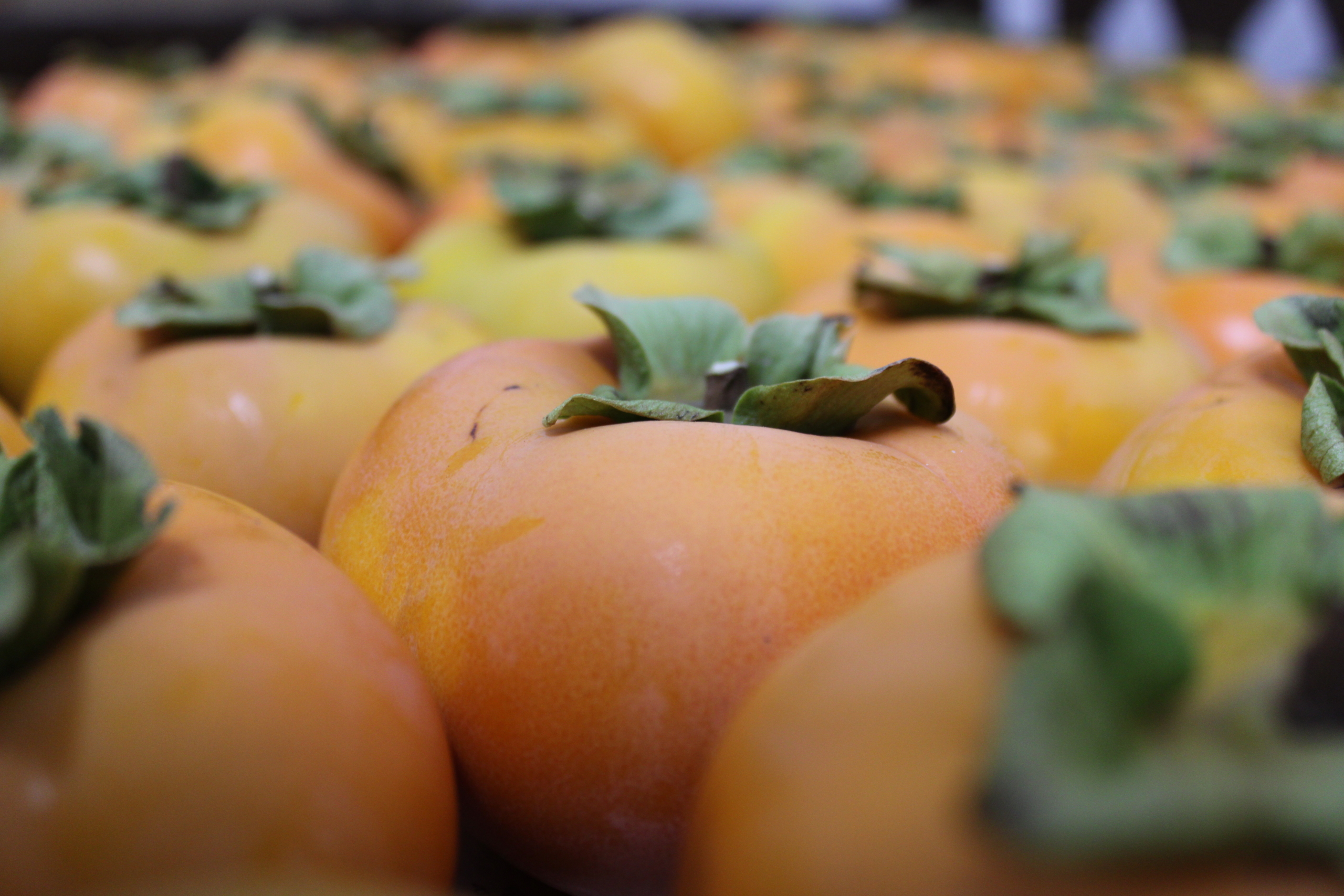 persimmon1 Persimmon