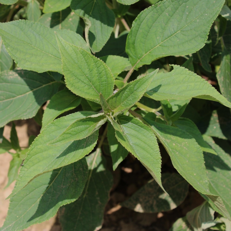 Pineapple sage