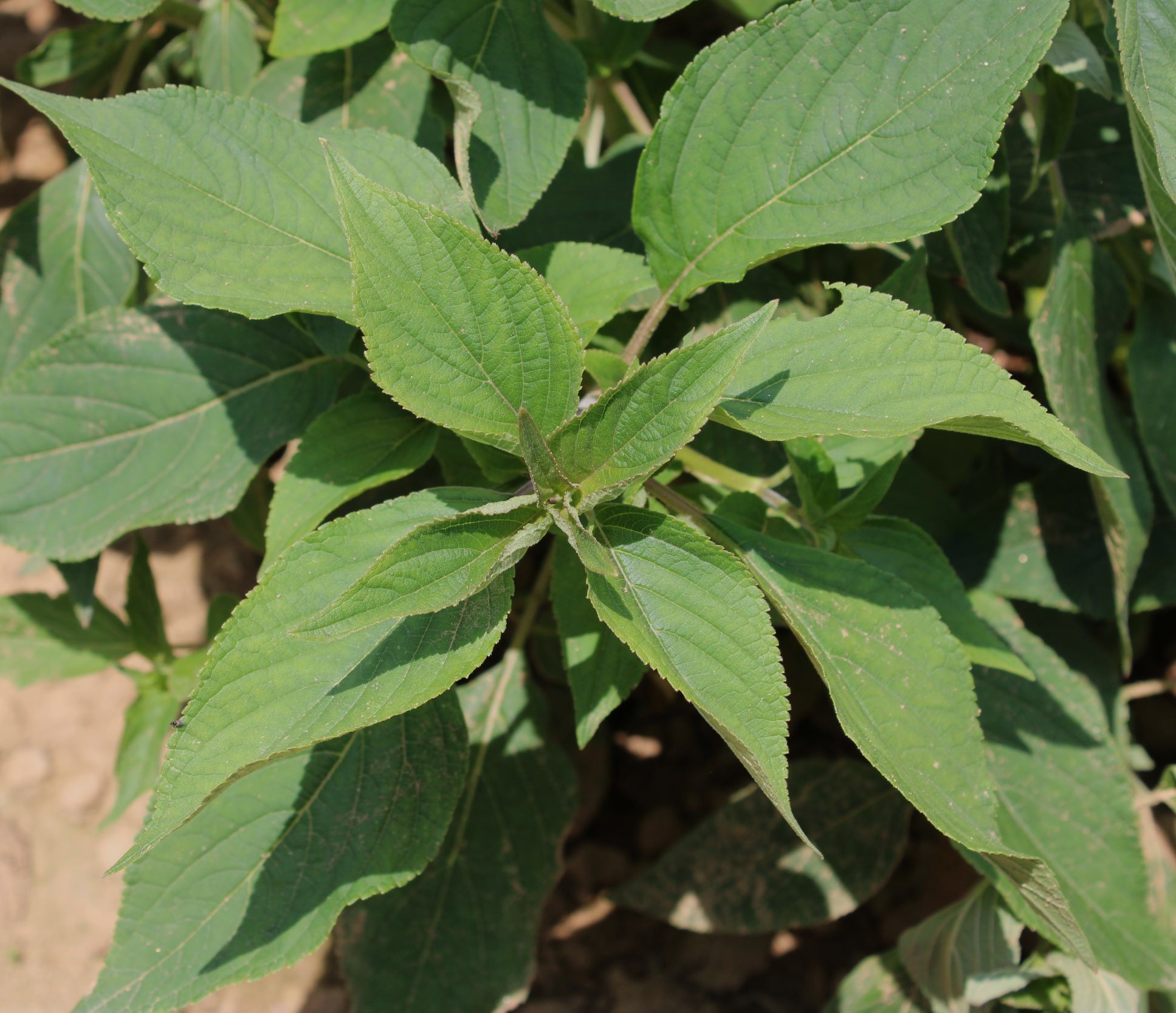 pine sage 2 Pineapple sage