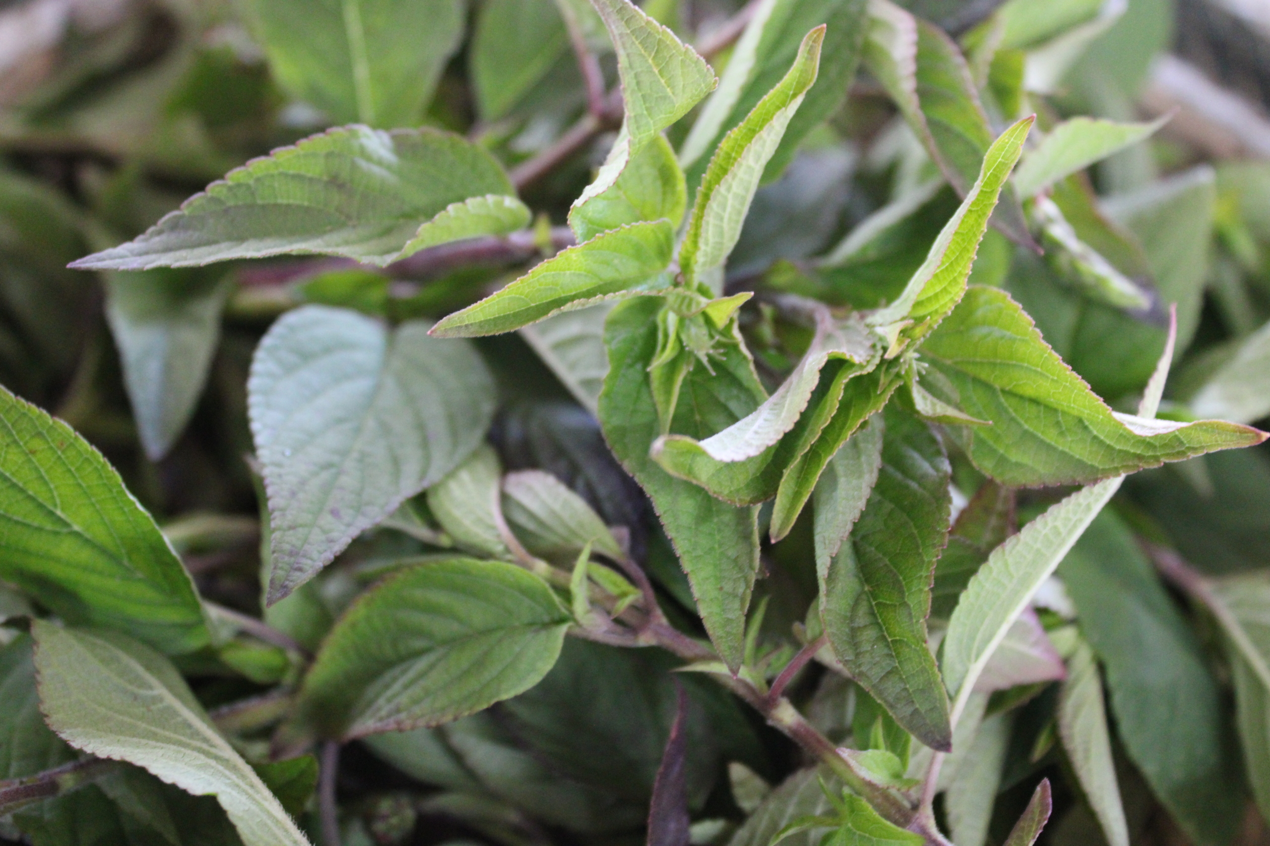 pineapplesage1 Pineapple sage