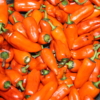 Pippins Golden Honey peppers