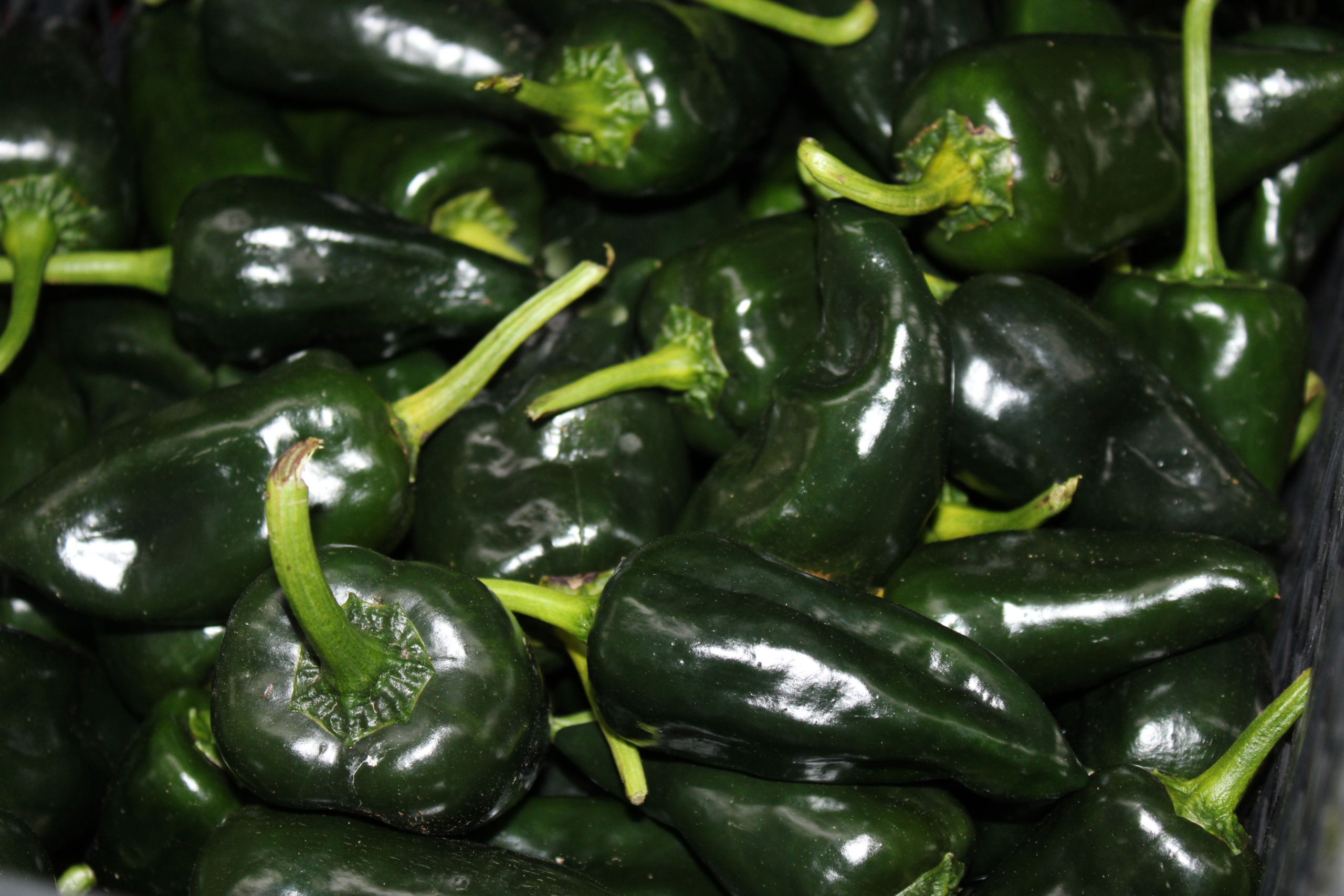 poblano1 Poblano peppers