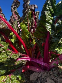 rain2 Rainbow chard