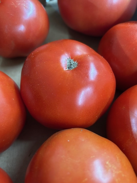red slcr Red slicing tomatoes