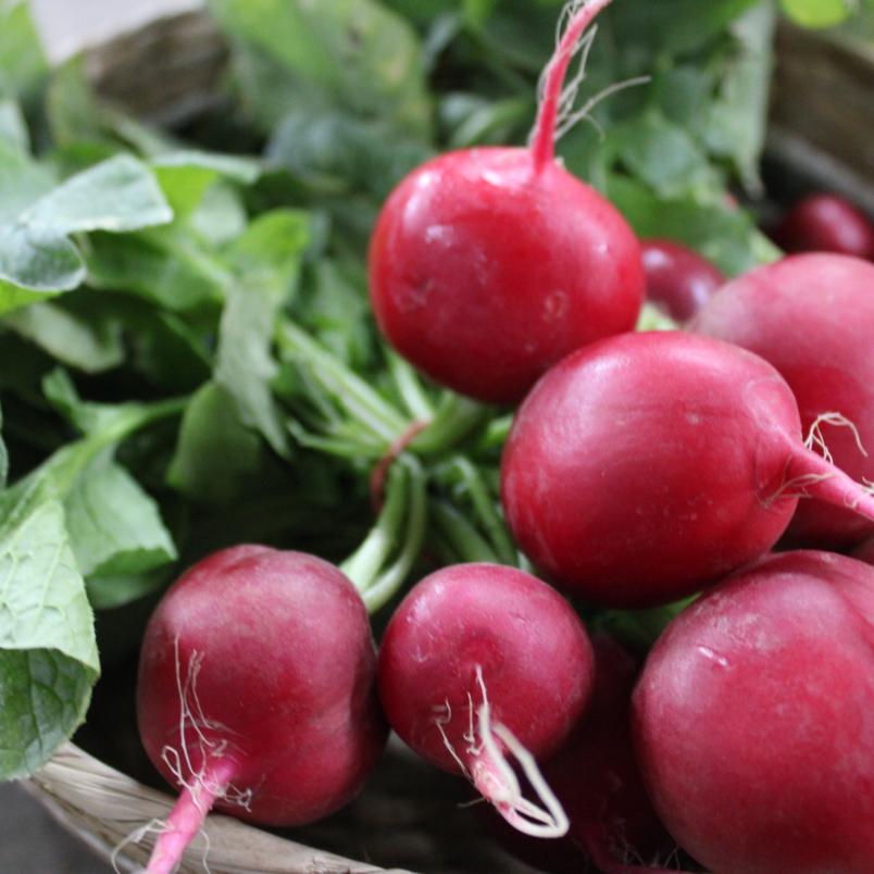 Cherry belle radishes