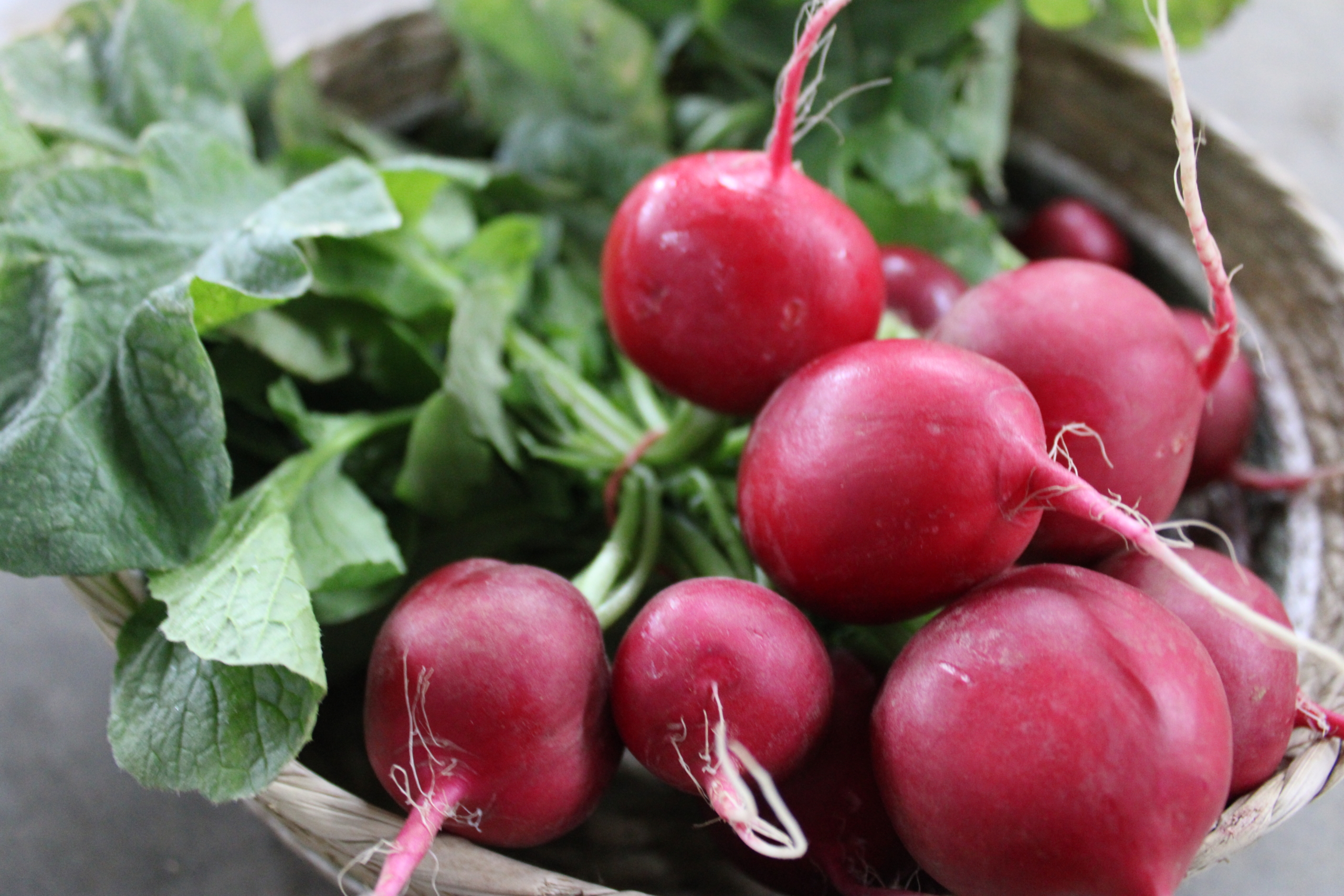 redrad1 Cherry belle radishes
