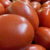 Roma tomatoes
