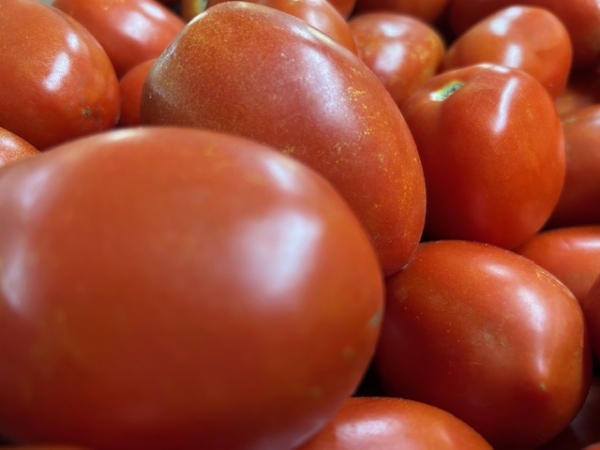 Roma tomatoes