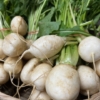 Hakurei turnips (small)