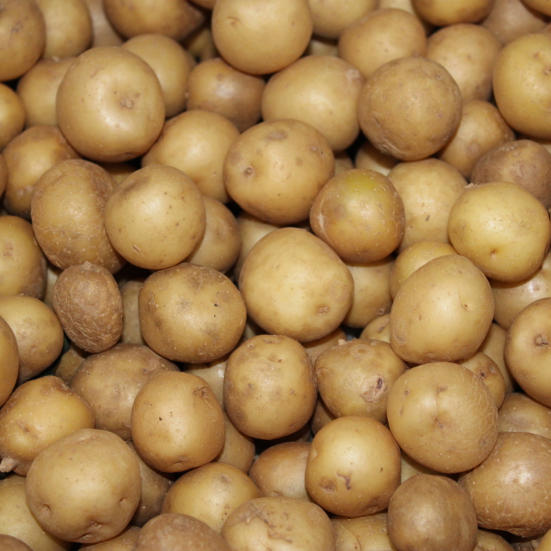 Upstate abundance potatoes