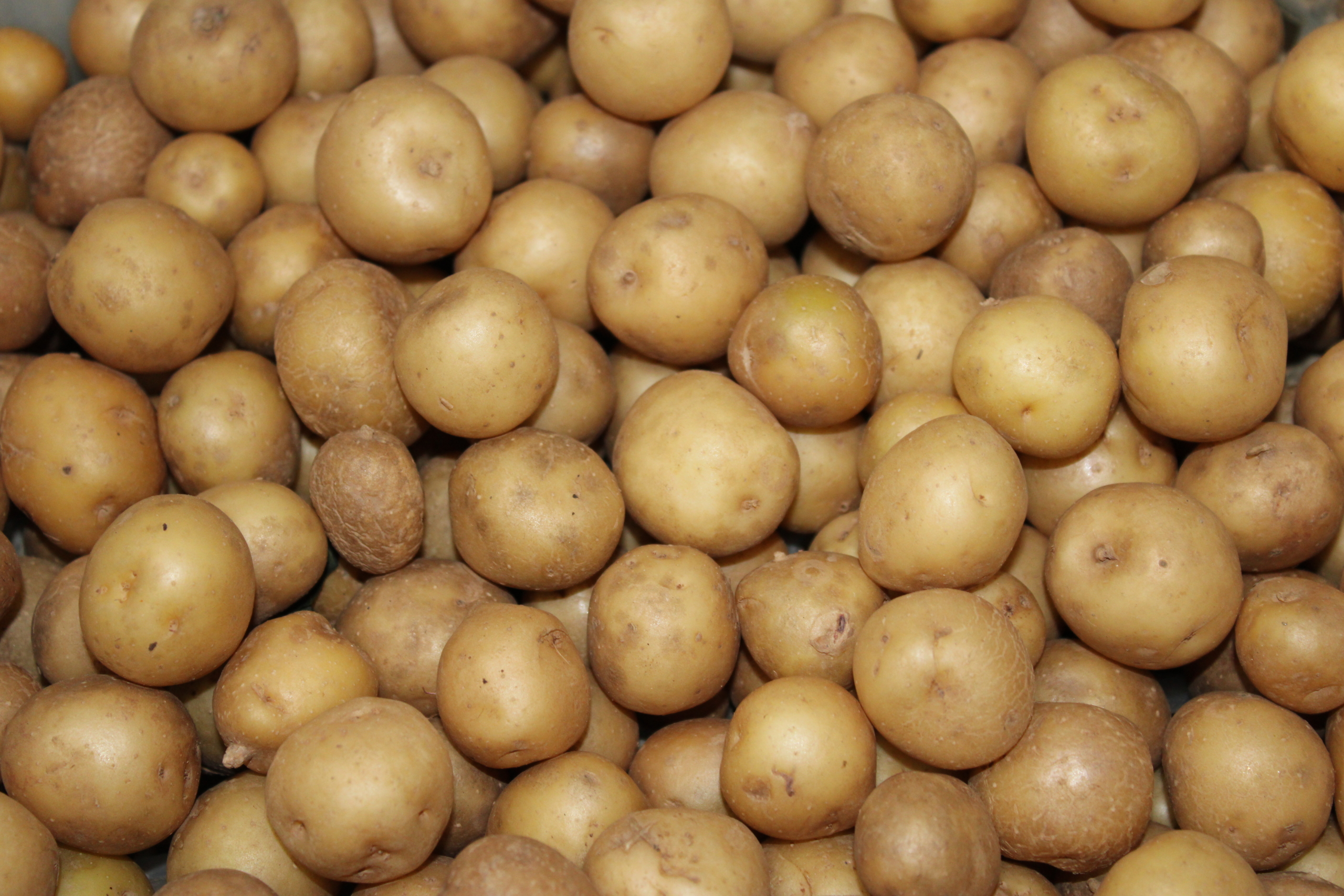 ups Upstate abundance potatoes