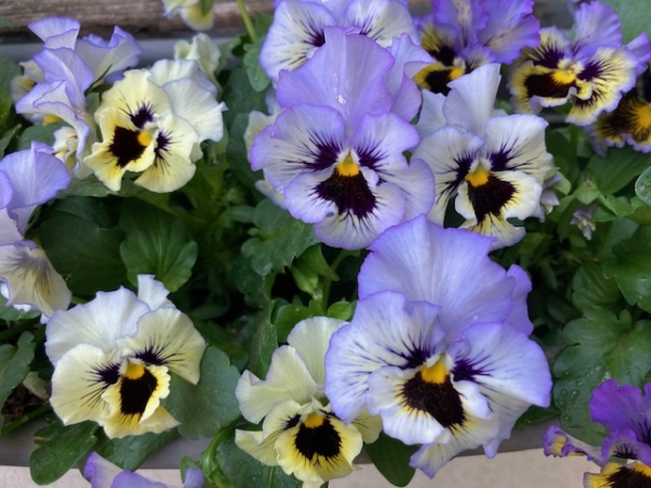 Edible flowers - Image 2