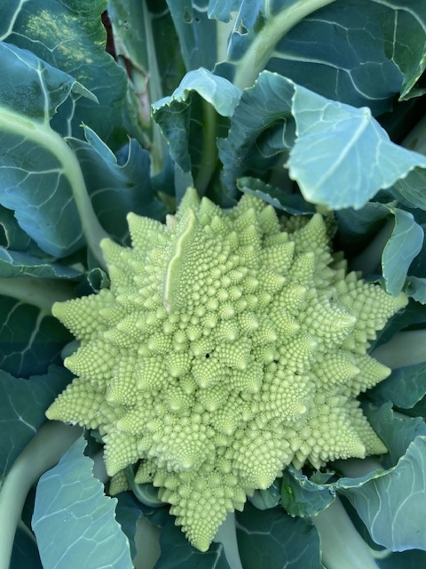 IMG_0287 Romanesco cauliflower