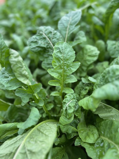 IMG_5851 Arugula
