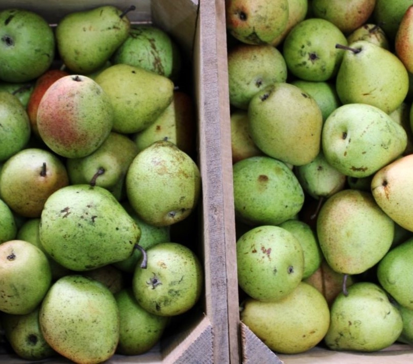 Asian pears
